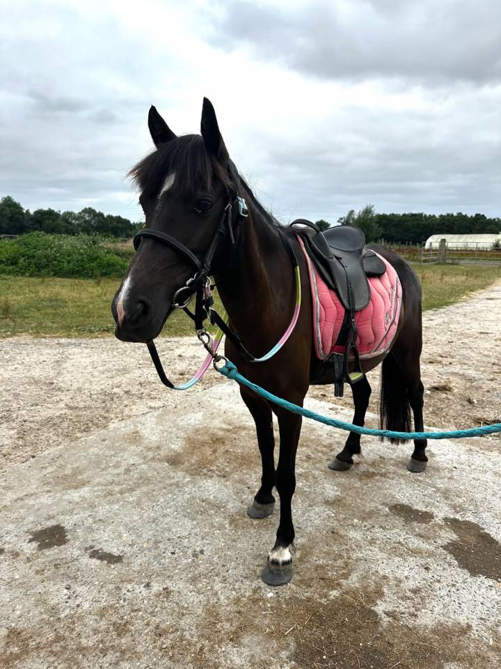 Poney B