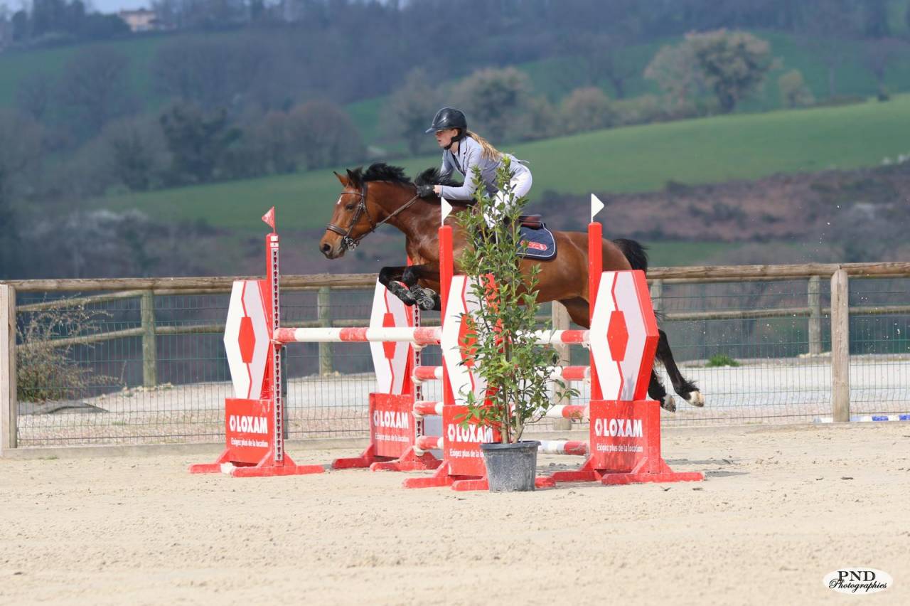 A vendre - Poney sport CSO - 10 ans