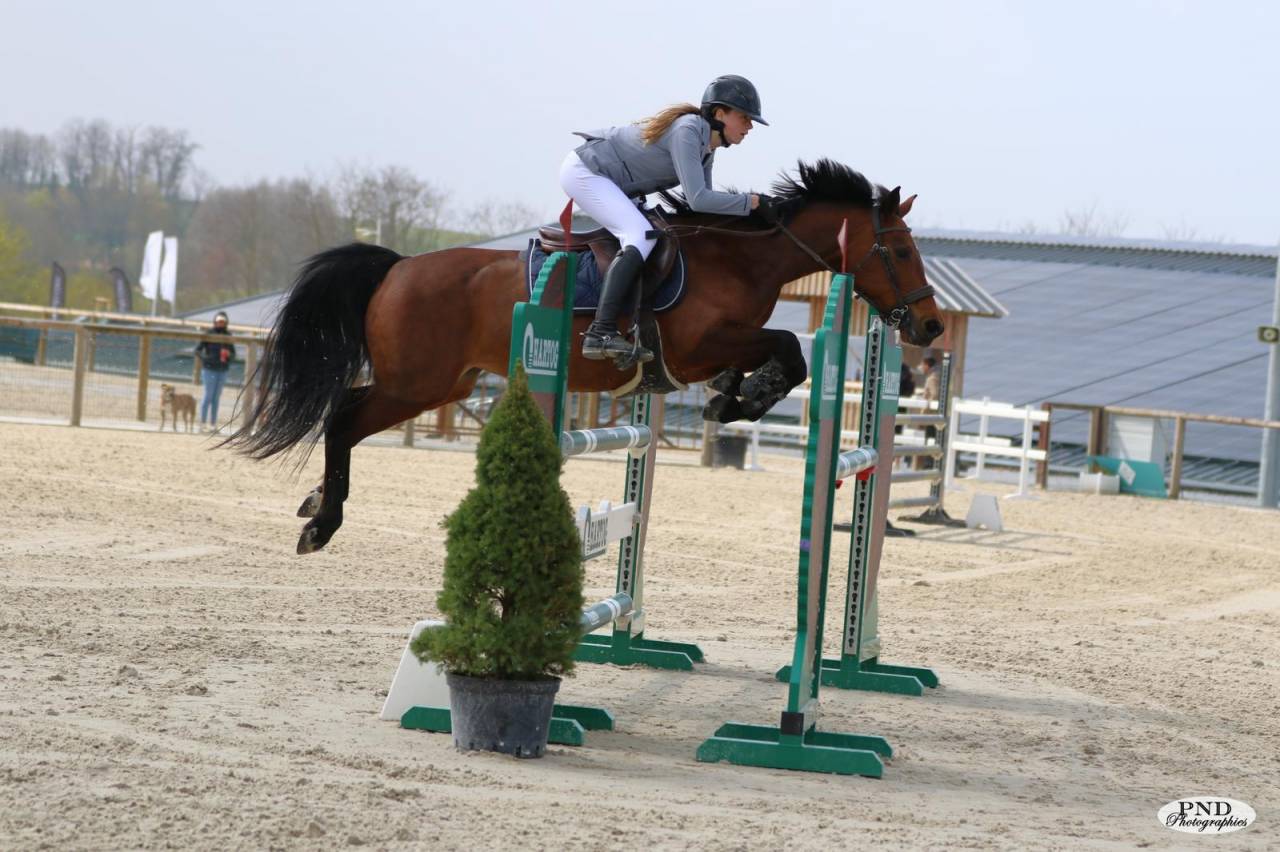 A vendre - Poney sport CSO - 10 ans