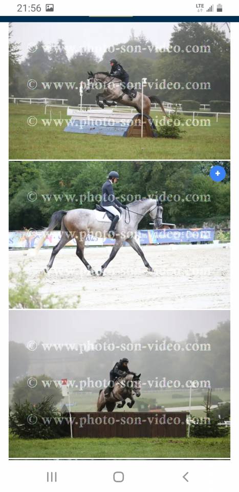 Super hongre SF de 6 ans