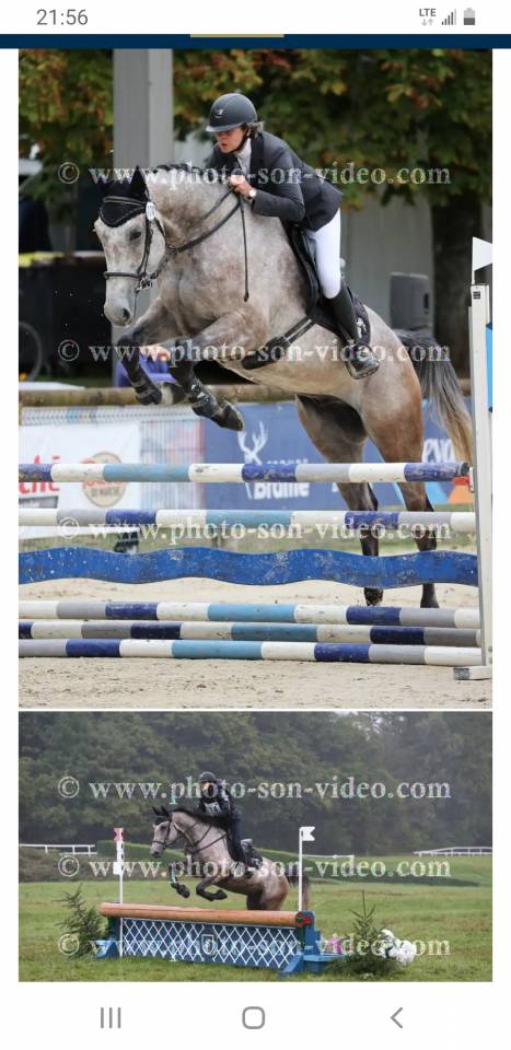 Super hongre SF de 6 ans