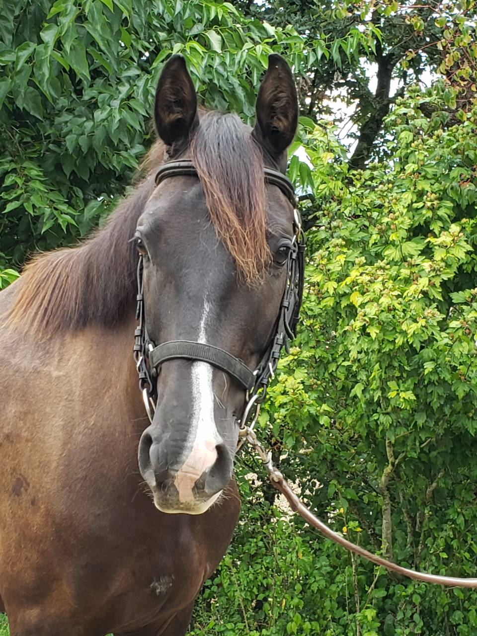 Tr&egrave;s chic SF pour dressage