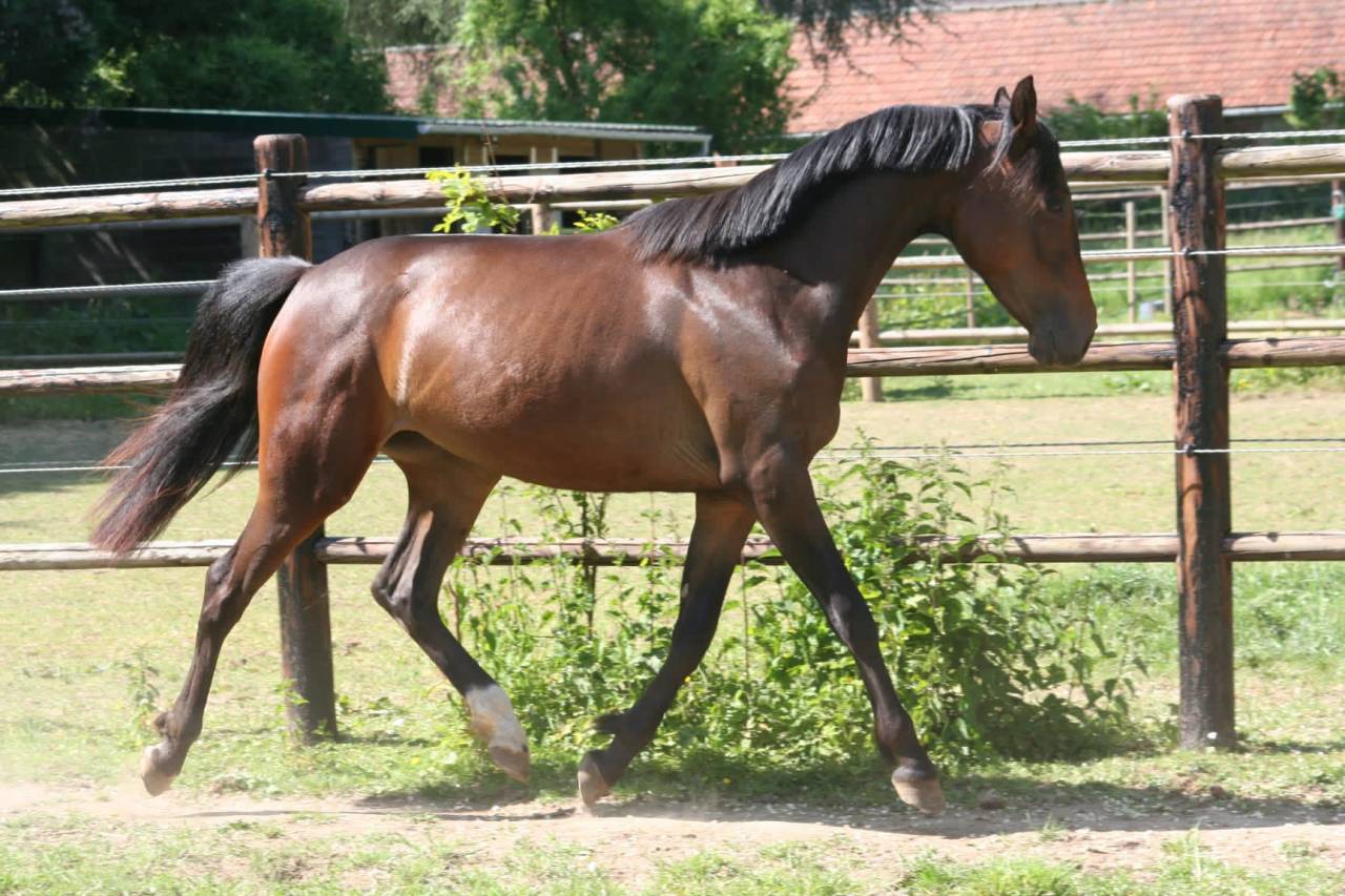 Pouliche &agrave; vendre 