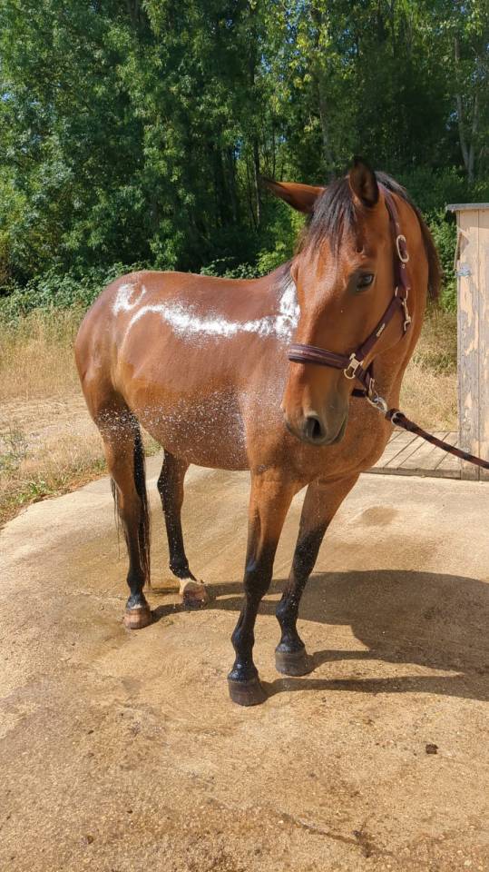 Selle Fran&ccedil;ais &agrave; vendre 