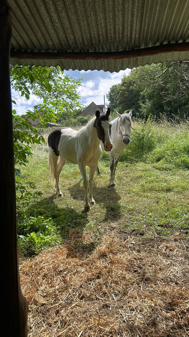 Palefrenier soigneur free-lance 