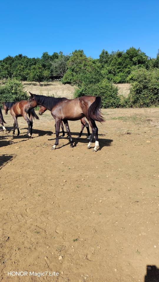 Beau m&acirc;le avec de la force et du cadre 