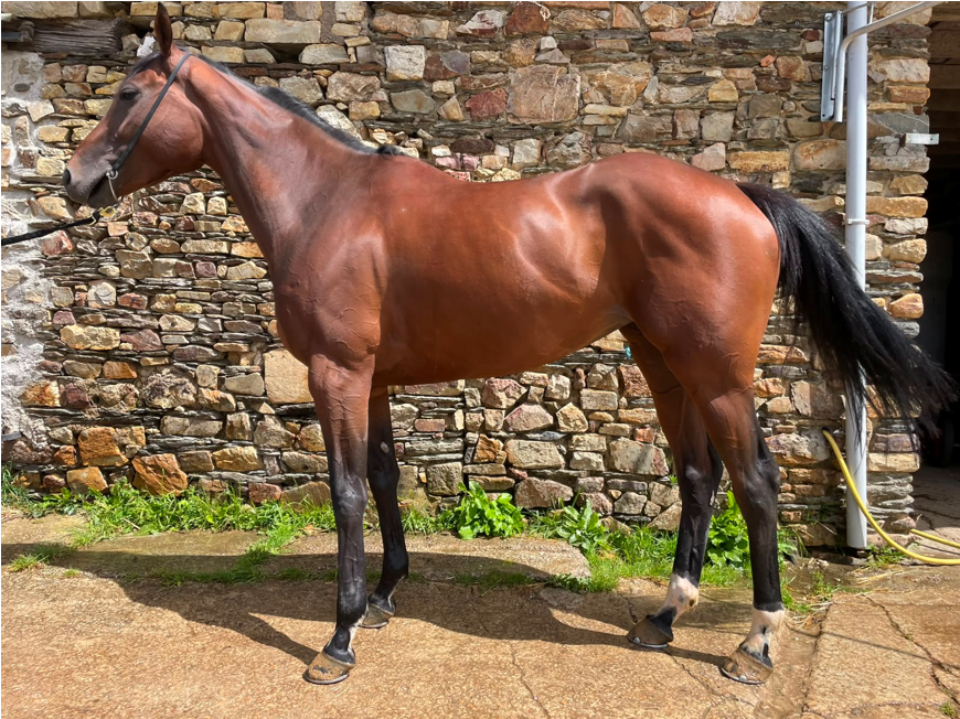 Jolie femelle de 5 ans environ 1m70m