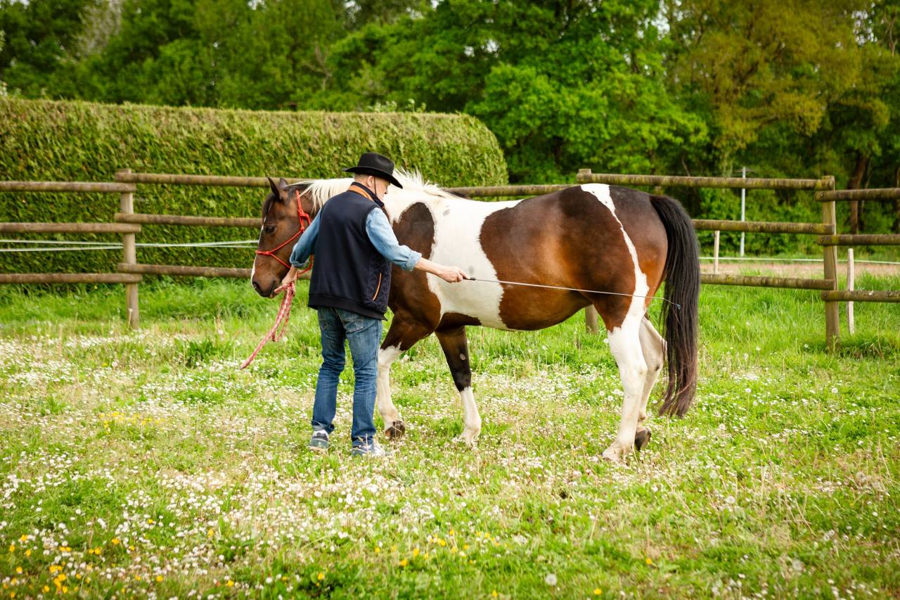 JUMENT PAINT HORSE