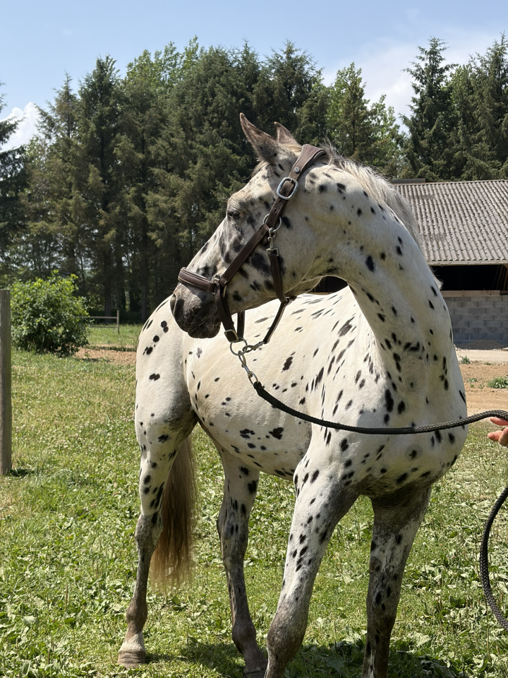 Knabstrupper x SF &ndash; Entier 2 ans robe l&eacute;opard