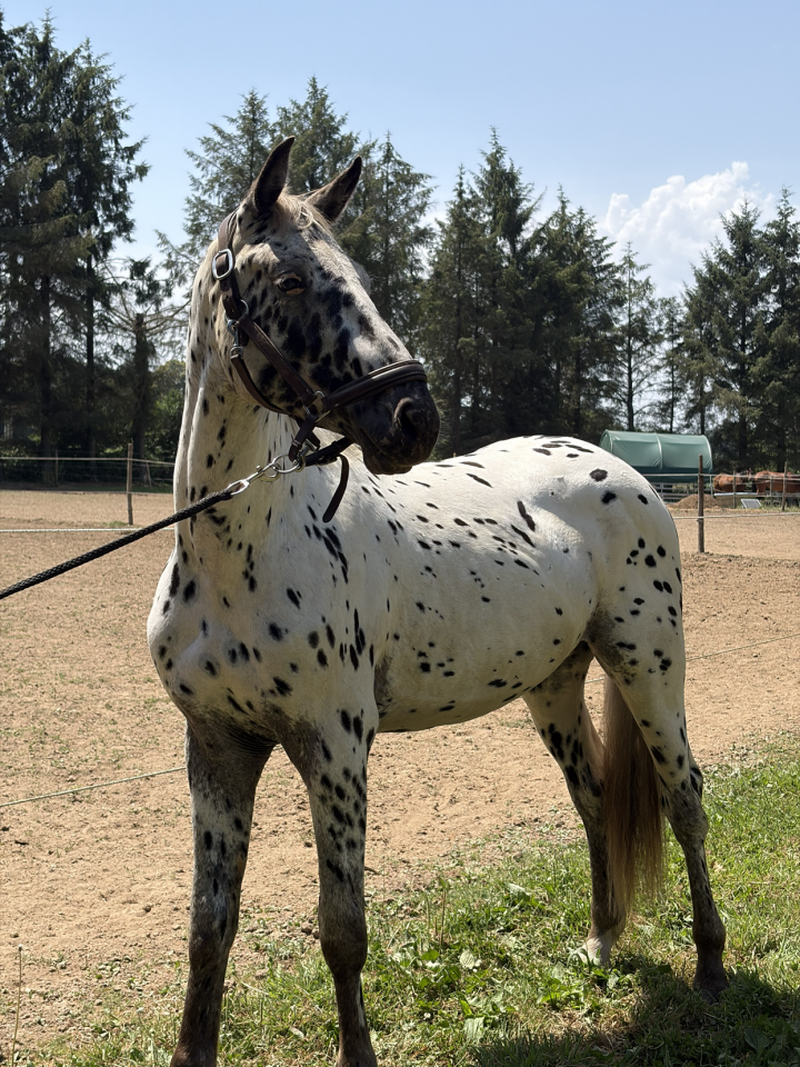 Knabstrupper x SF &ndash; Entier 2 ans robe l&eacute;opard