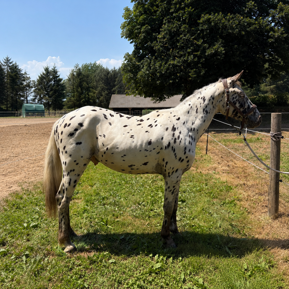 Knabstrupper x SF &ndash; Entier 2 ans robe l&eacute;opard