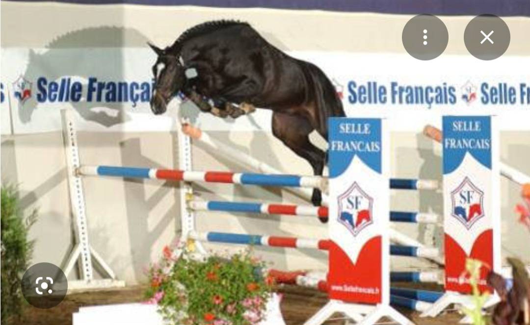 Etalon selle francais approuv&eacute;