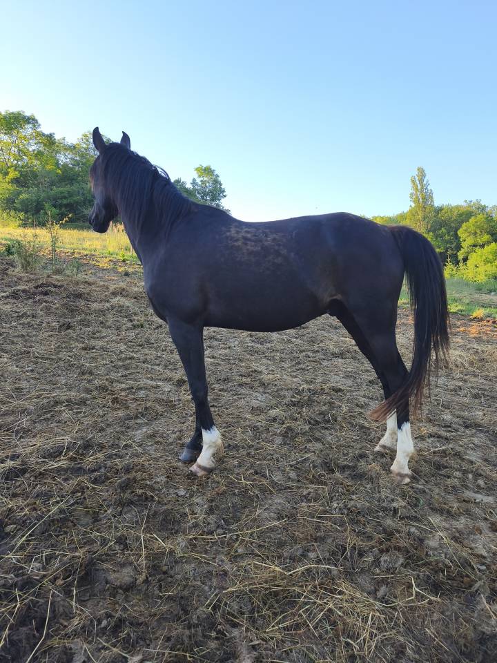 Pur sang arabe, noir de 4 ans
