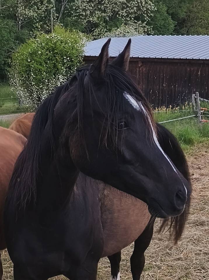 Pur sang arabe, noir de 4 ans