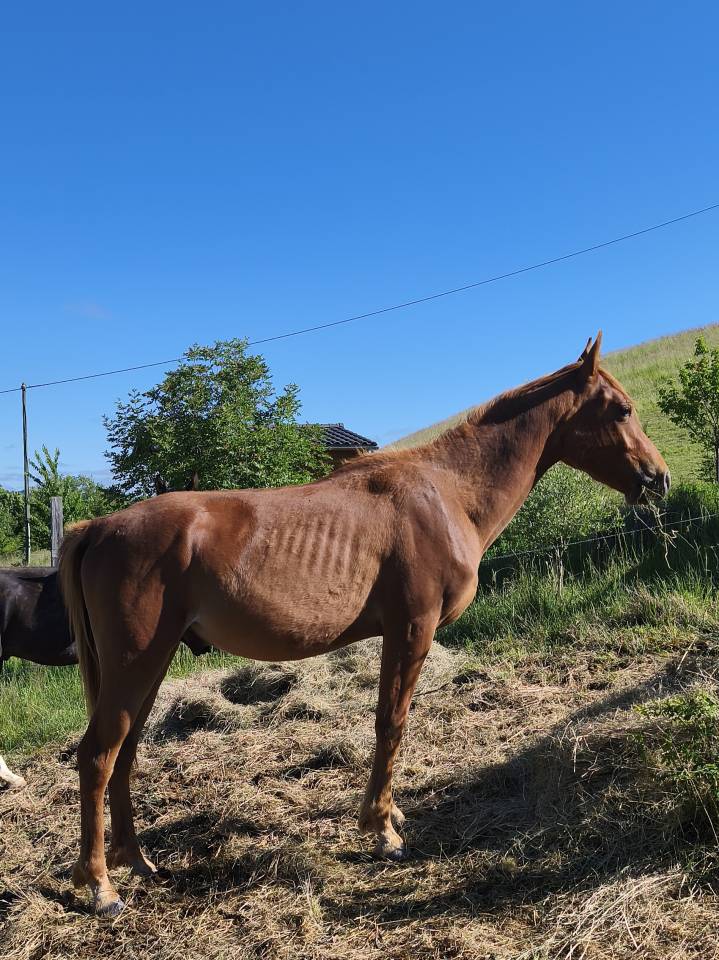 Pur sang arabe m&acirc;le de 2 ans