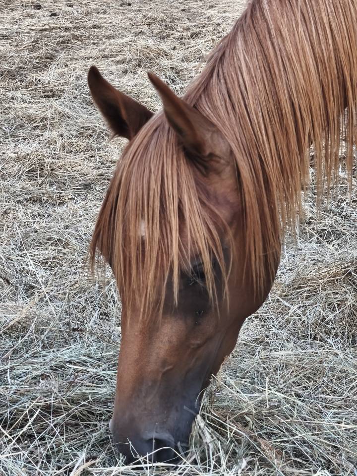 Pur sang arabe m&acirc;le de 2 ans