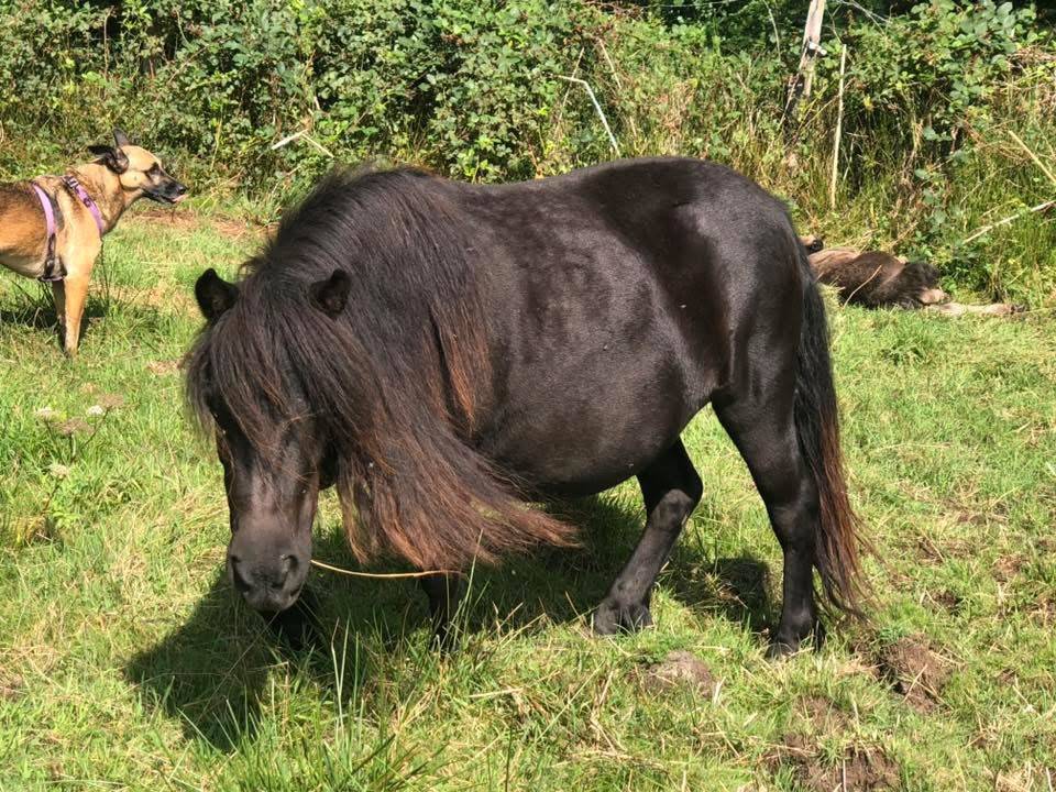 Ponette shetland PP standard 