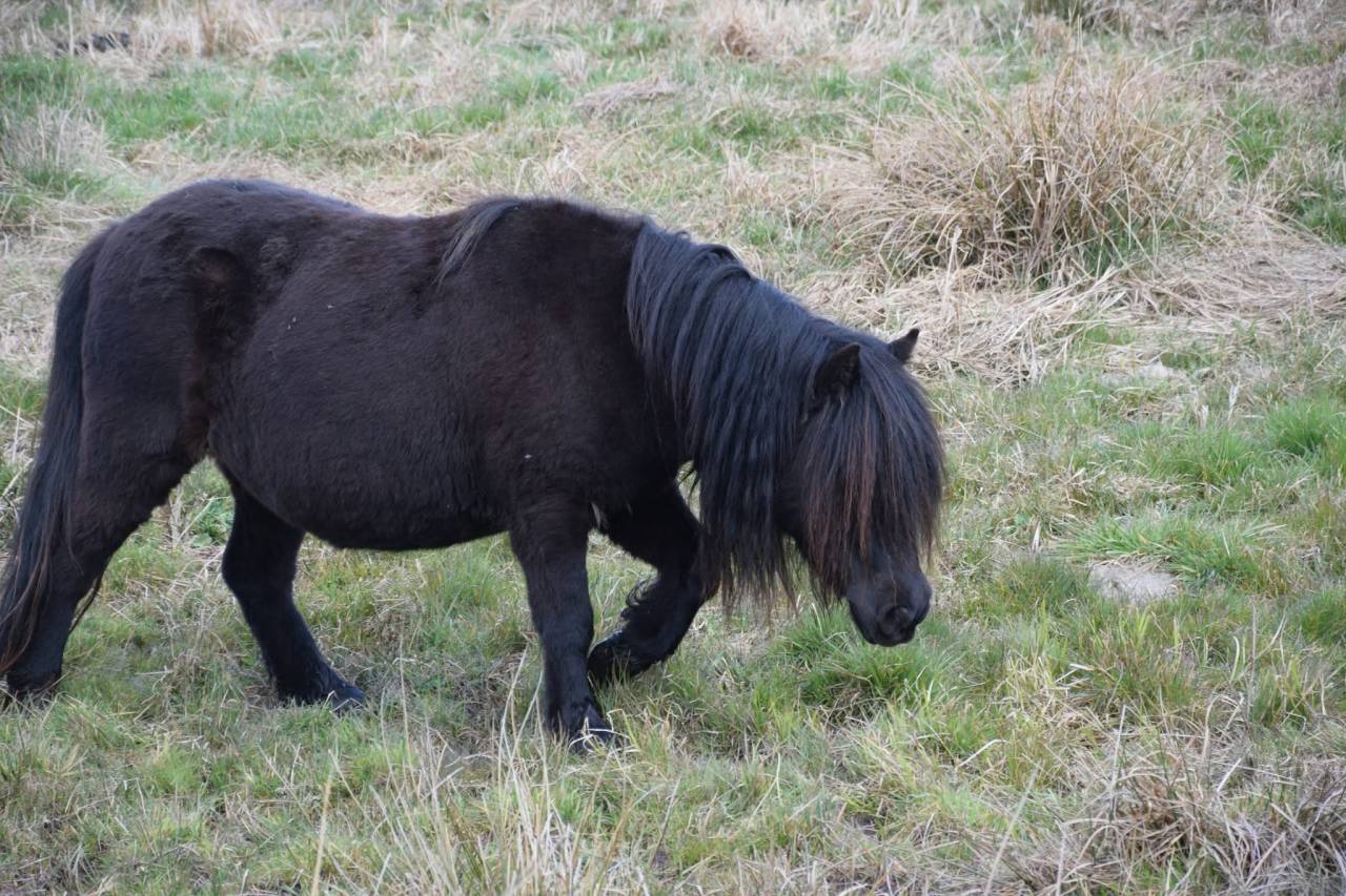 Ponette shetland PP standard 