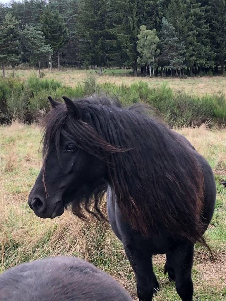 Ponette shetland PP standard 