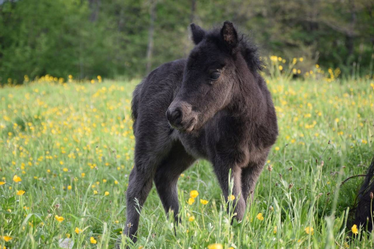Ponette shetland PP standard 