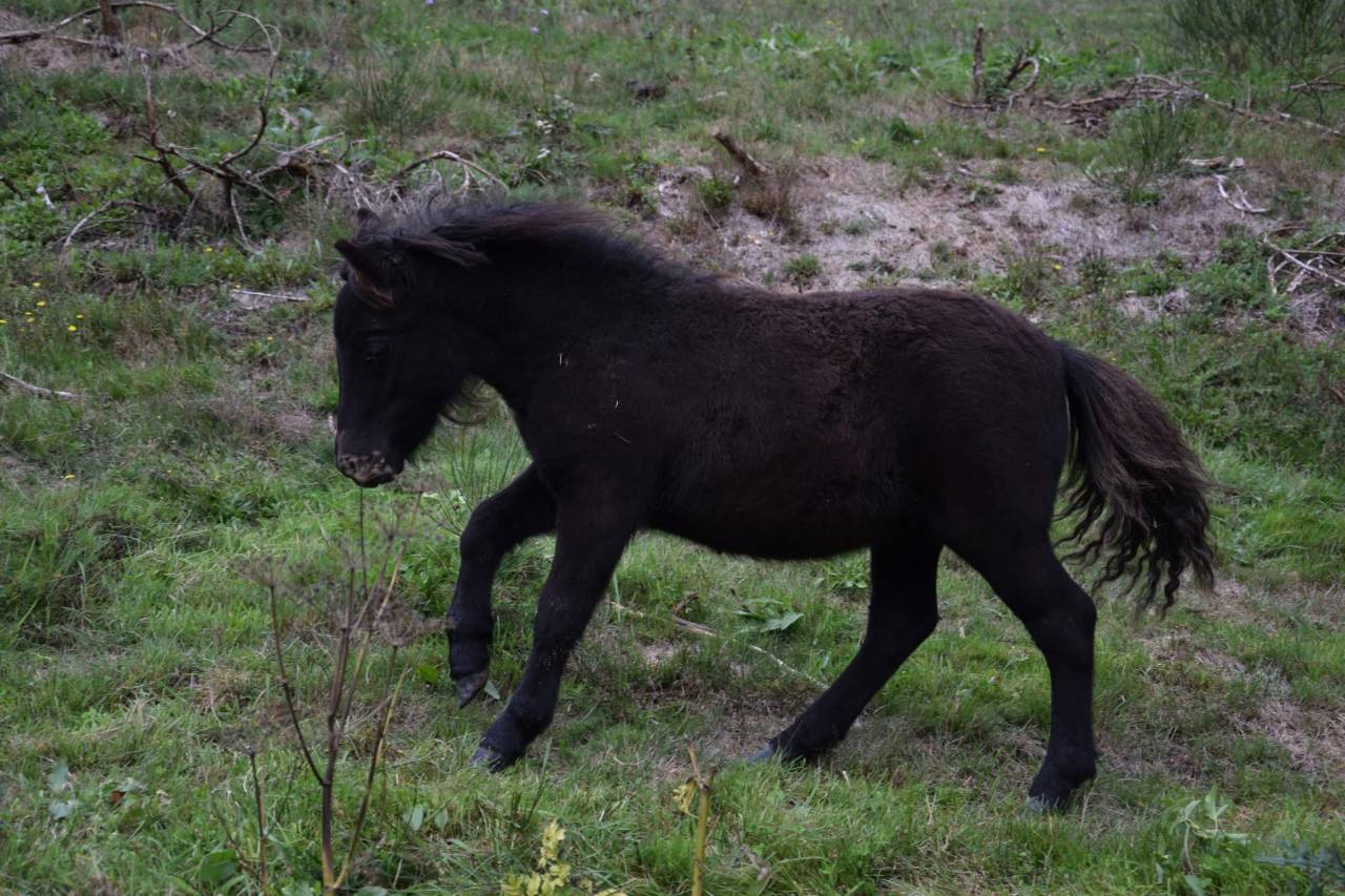 Ponette shetland PP standard 