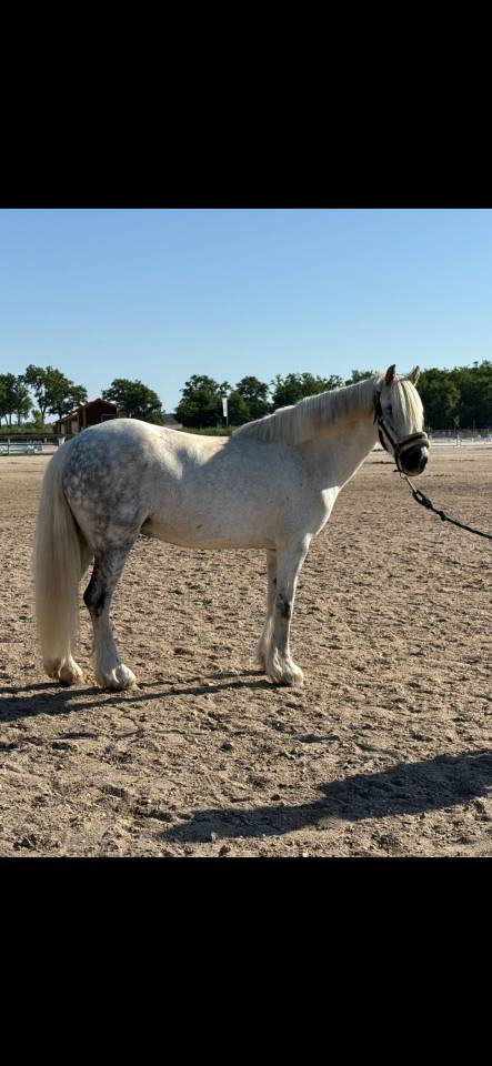 PONETTE B