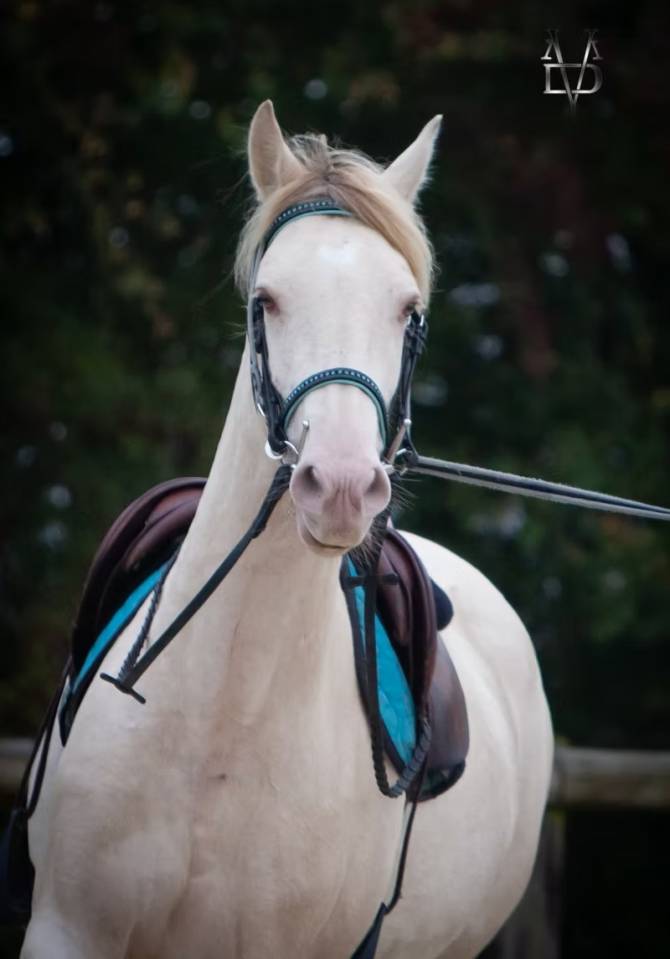 Jument Pure Race Espagnole isabelle perle gestante