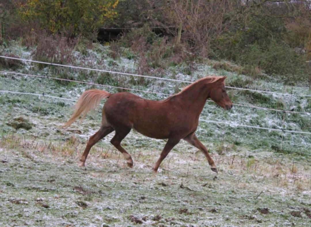 Poulini&egrave;re Welsh B pleine de KZAR DE REVE SEMILLY