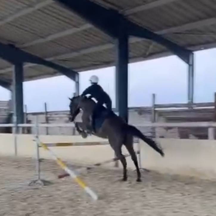 Cheval polyvalent et prometteur.