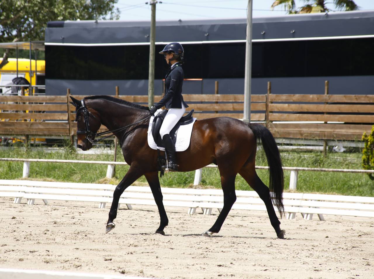 Cheval polyvalent et prometteur.