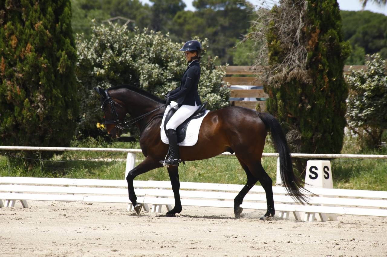 Cheval polyvalent et prometteur.