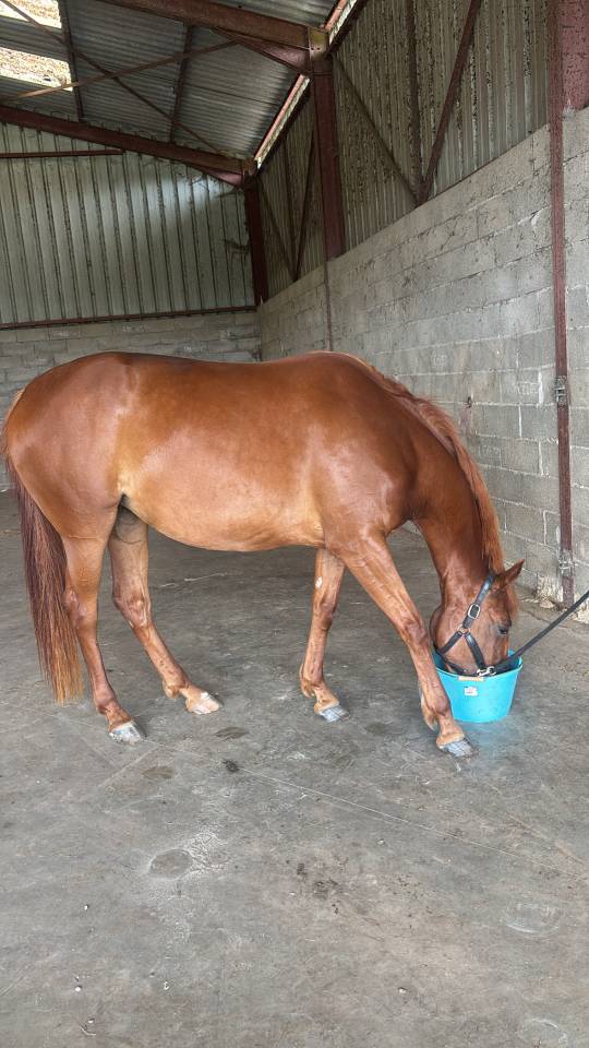 Jument trotteuse de 4 ans