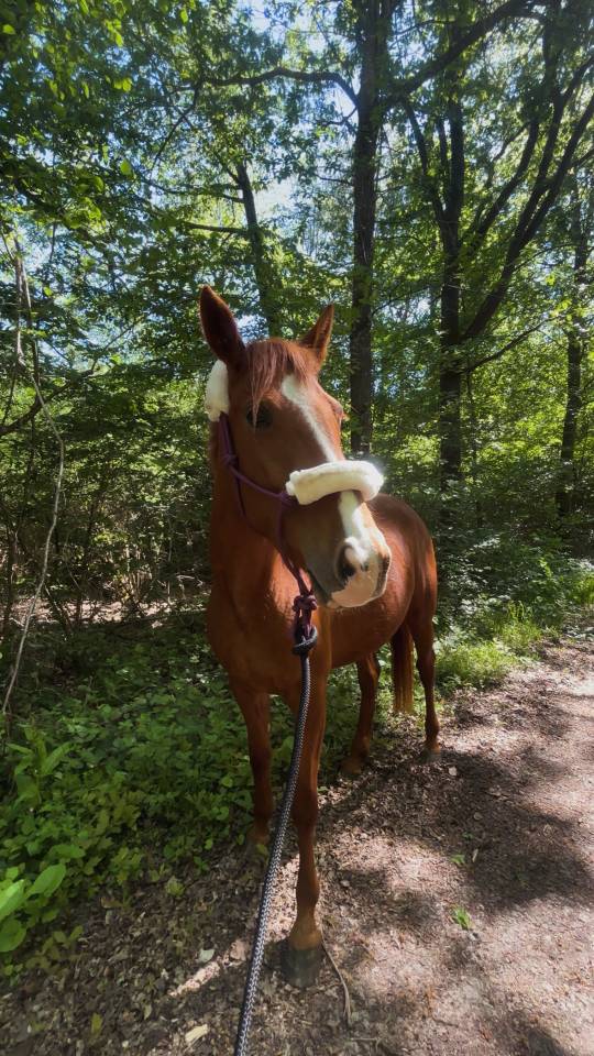 Jument trotteuse de 4 ans