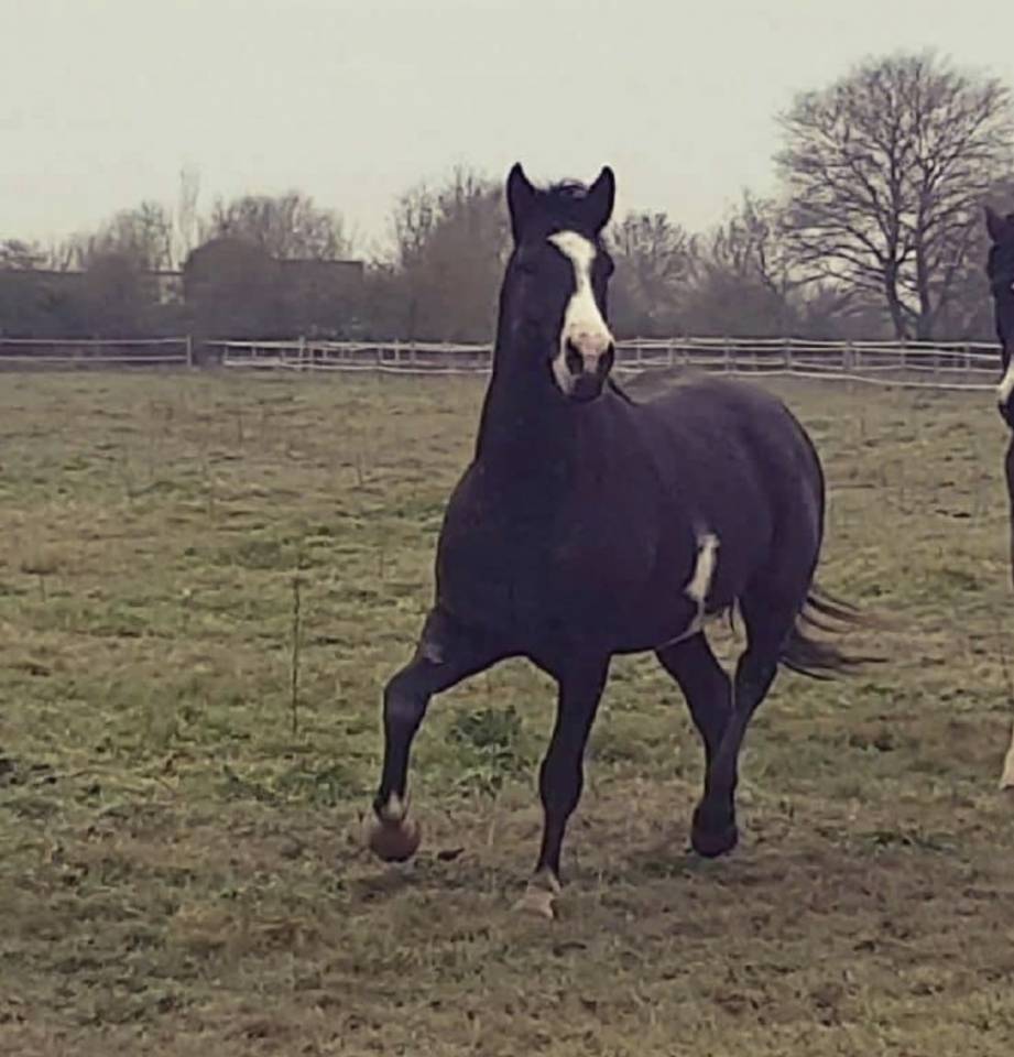 Paint horse 10 ans