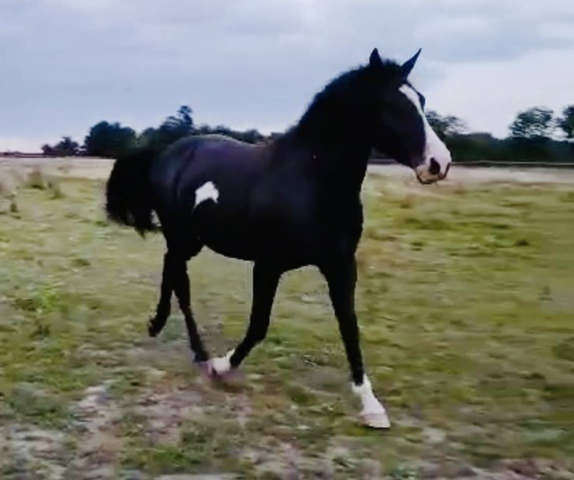 Paint horse 10 ans