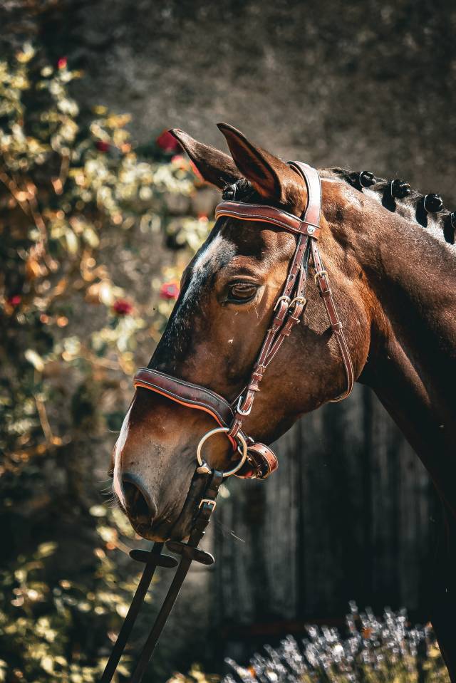 Ponette PFS 5 ans