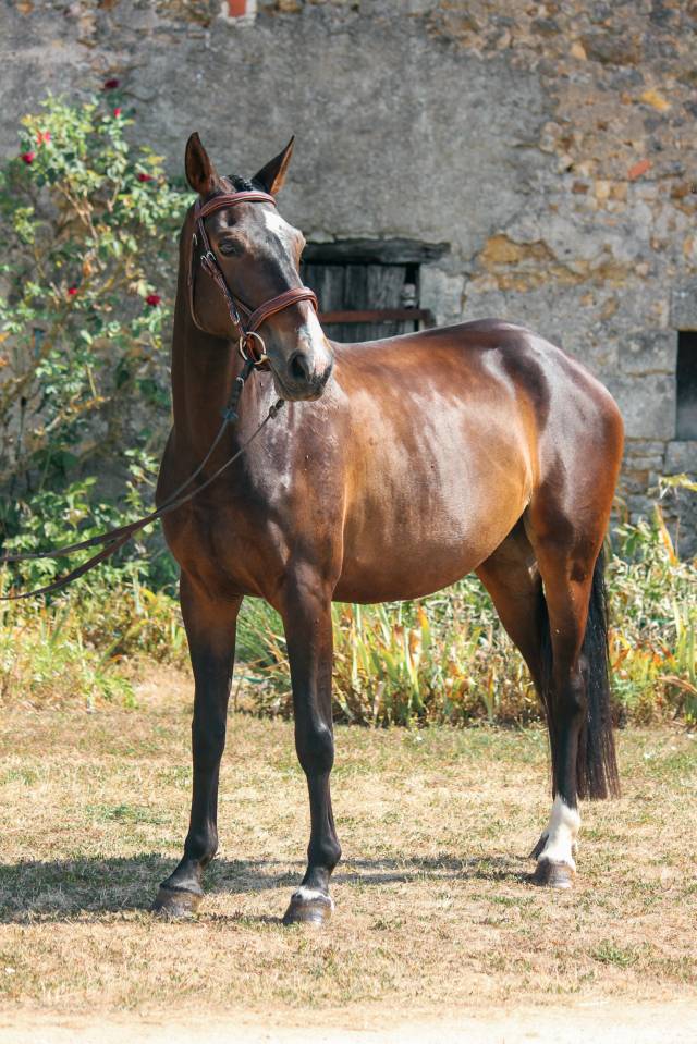 Ponette PFS 5 ans
