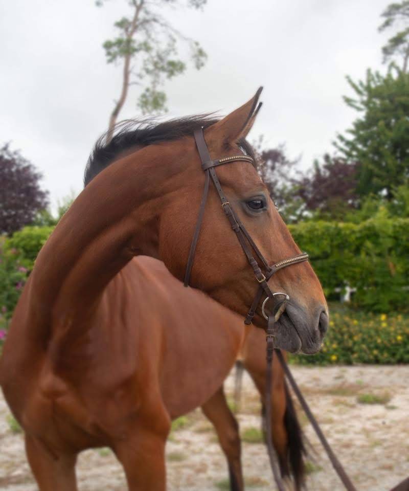 Cheval polyvalent particuli&egrave;rement attachant 