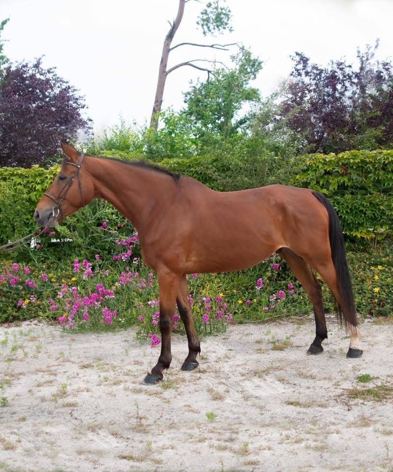 Cheval polyvalent particuli&egrave;rement attachant 