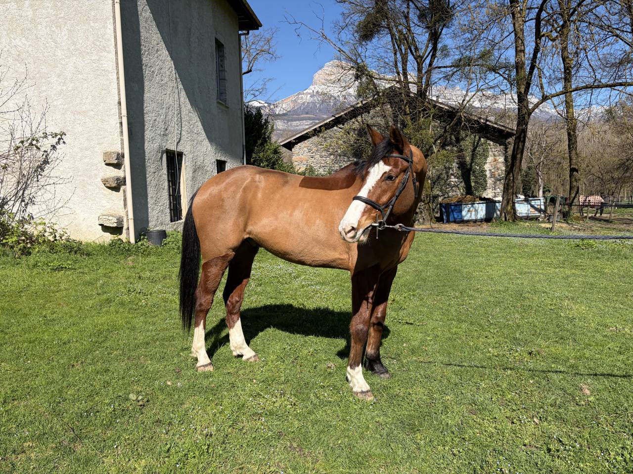 Jackpot de Sisse hongre 7 ans