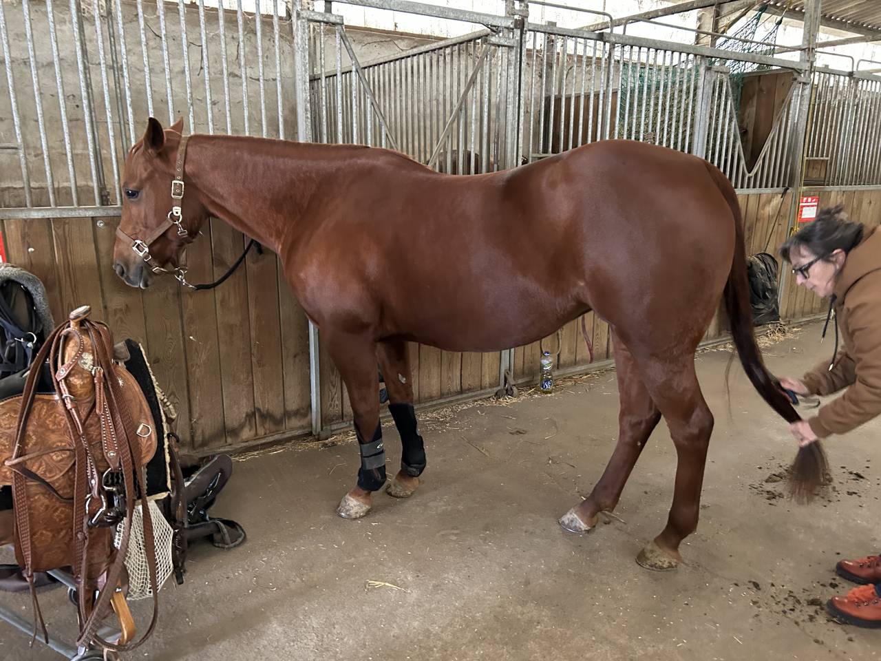 Jument quarter horse