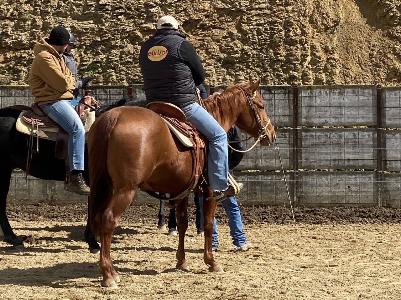 Jument quarter horse