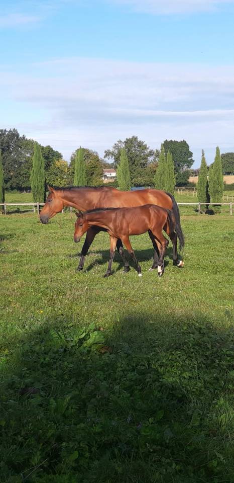 Superbe Poulini&egrave;re par Fergar mail x diableur 16 ans 