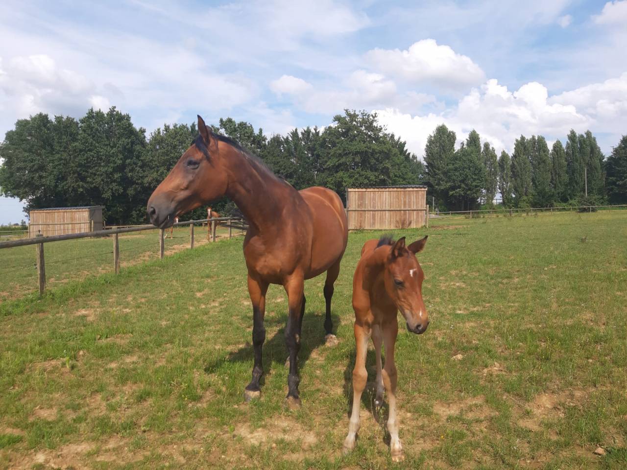 Superbe Poulini&egrave;re par Fergar mail x diableur 16 ans 