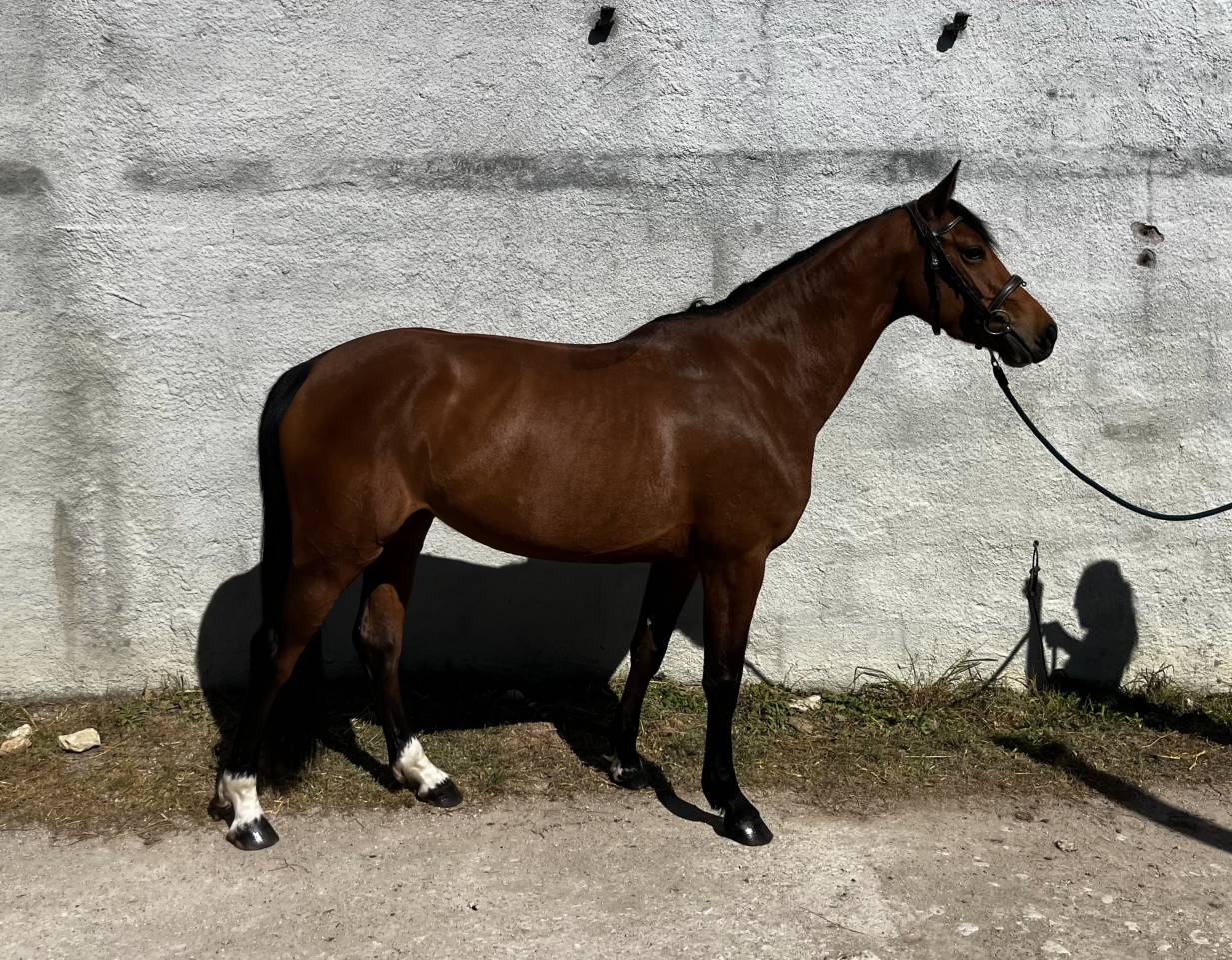 Jument &agrave; vendre 5ans