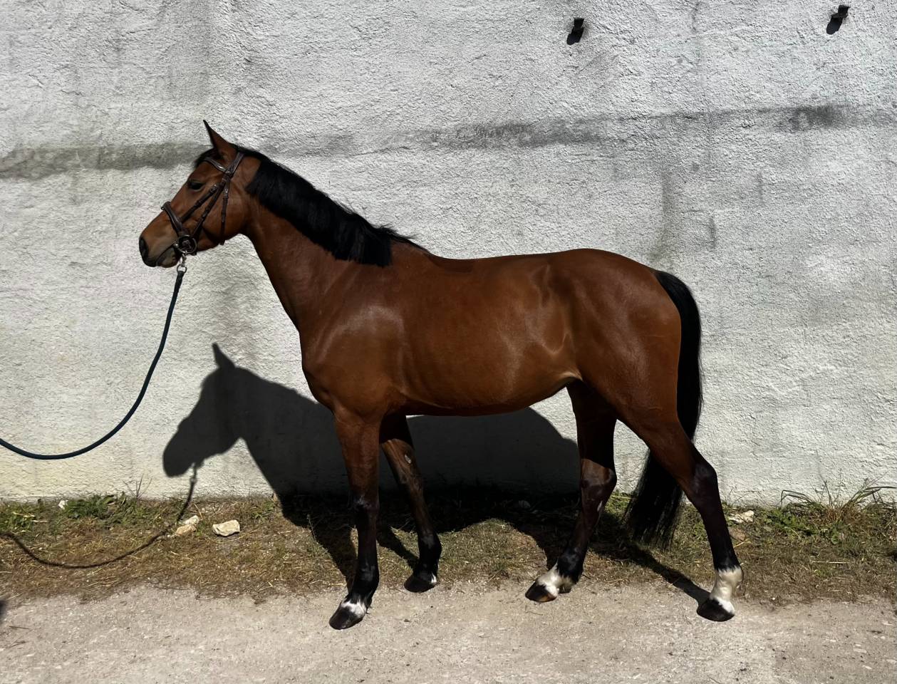 Jument &agrave; vendre 5ans