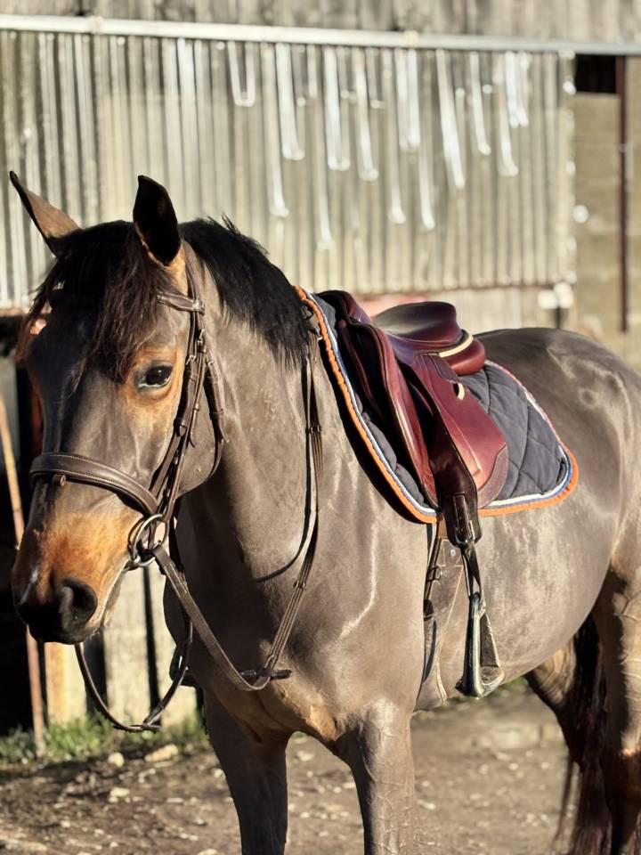 Jument &agrave; vendre 5ans