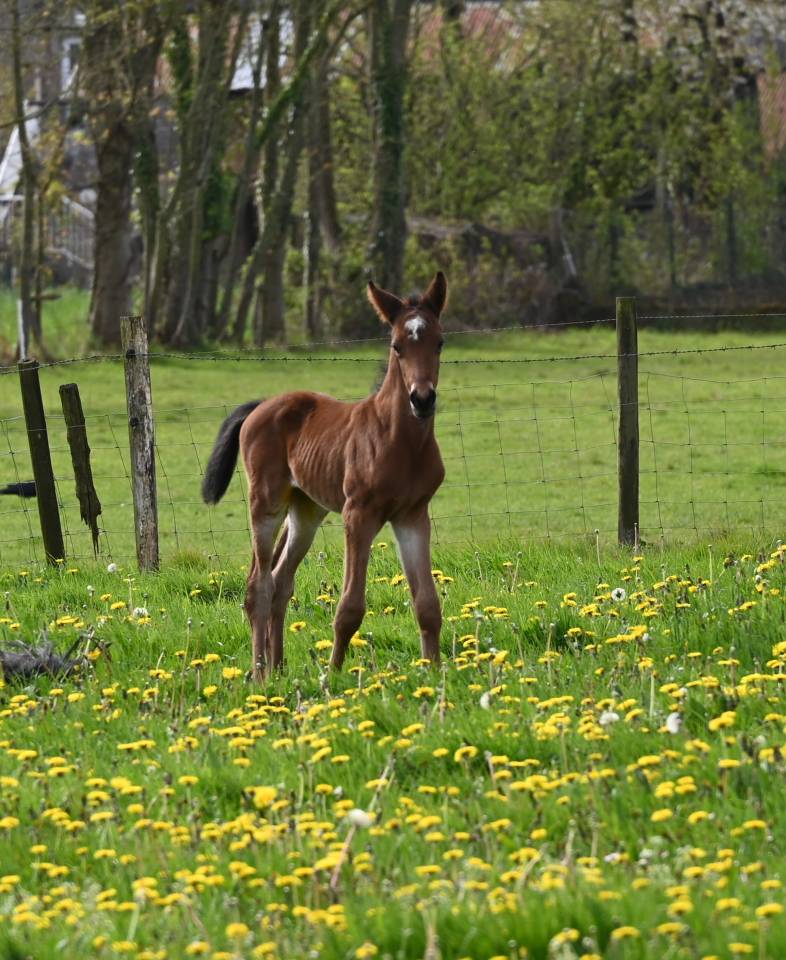 Poulain D fils de Kracker Le courtal