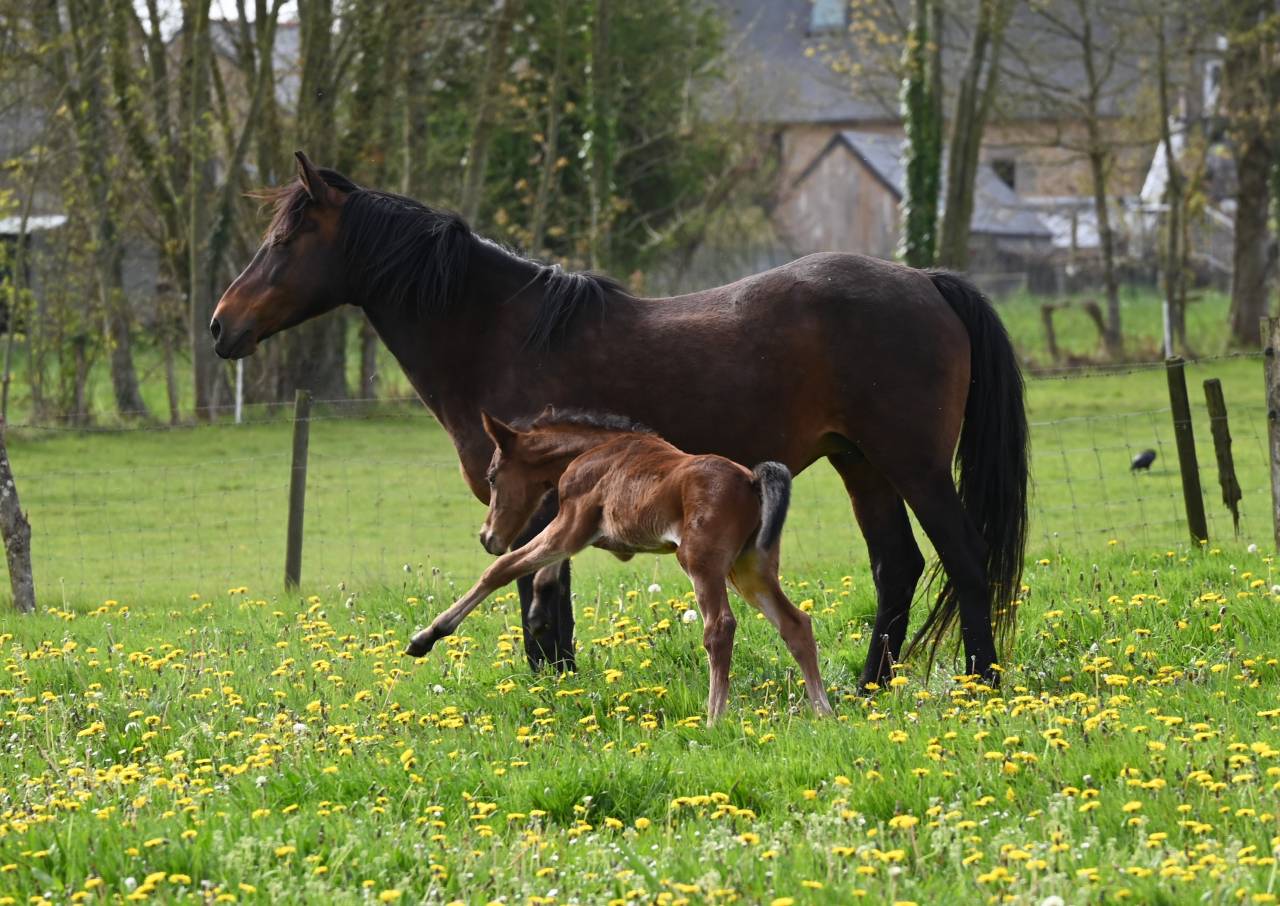 Poulain D fils de Kracker Le courtal