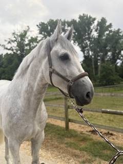 8 ANS MAGNIFIQUE 1,76M pou Pro ou petit niveau aussi